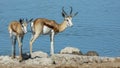 Pair of horned antelope standing at waters edge