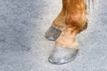 Pair of horse hoofs brown race racing iron sports horseshoes on a gray surface dusty close-up of hind legs with powerful joints Royalty Free Stock Photo