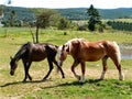 Pair of horses