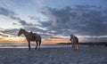 Pair of horses on the beach at the pramonto