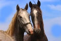 Pair horses with blue sky and clouds Royalty Free Stock Photo