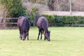 Pair of Horses Eating Grass