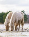 Pair Of Horses Eating Together In Harmony. Royalty Free Stock Photo