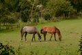 Pair of horses grazing in English field Royalty Free Stock Photo