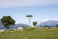 Pair of horses grazing in Norway Royalty Free Stock Photo