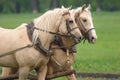 Pair of horses hard working Royalty Free Stock Photo