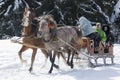 A pair of horses harnessed to a wagon, fun people in a mountain village in the snow. Royalty Free Stock Photo