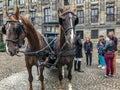 Pair of horses hitched to a tourist carriage, Amsterdam