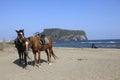 Pair of horses near Jeju Do Seongsan Ilchulbong, Jeju Island, South Korea Royalty Free Stock Photo