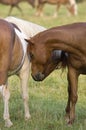 Pair of horses nuzzling