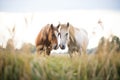 pair of horses nuzzling in a field Royalty Free Stock Photo
