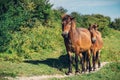 A pair of horses on a path on the heath