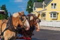 Pair of horses pulling a carriage on Mackinaw Island Royalty Free Stock Photo