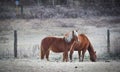 A pair of horses in their corral on a frosty November morning. Royalty Free Stock Photo