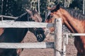 A pair of horses. Two horses standing in the paddock.