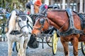 Pair of horses in a walking team on a city street Royalty Free Stock Photo