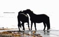 Pair horses wild Royalty Free Stock Photo