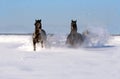 Pair of horses in a winter sunny day Royalty Free Stock Photo