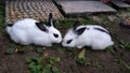 A pair of Hotot bunny Royalty Free Stock Photo