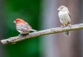 A pair of house finches ` Haemorhous mexicanus ` Royalty Free Stock Photo