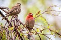 A pair of House Finches Haemorhous mexicanus perched on a tree branch; San Francisco Bay Area, California; blurred background