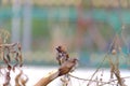 A pair of house sparrow birds sitting on the dead tree branch at the park with dried leaves and white green background Royalty Free Stock Photo