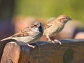 Pair of House Sparrow Royalty Free Stock Photo