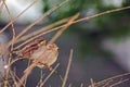 A Pair of House Sparrows Perched on a Branch