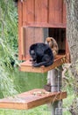 Pair of Howler monkeys in a island habitat