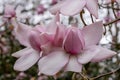 Magnolia Campbellii Royalty Free Stock Photo