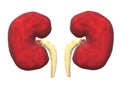 A pair of human kidneys isolated against a white backdrop