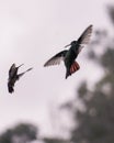 A pair of hummingbirds flying
