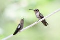 Pair of Hummingbirds Perched on a Piece of White Clothesline