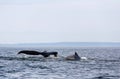 Pair of Humpback Whales near San Juan Island, Washington State