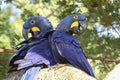 Pair of Hyacinth macaws perching together on a branch, Pantanal, Brazil Royalty Free Stock Photo