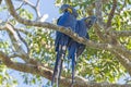 A Pair of Hyacinth Macaws in a Tree Royalty Free Stock Photo