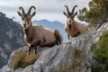 pair of ibex perched on a cliffside, with their hoofs and horns in full view