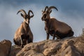 pair of ibex perched on a cliffside, with their hoofs and horns in full view