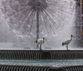 Pair of ibis birds with the beautiful El Alamein Memorial fountain in the background, Kings Cross, Sydney, Australia Royalty Free Stock Photo