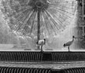 Pair of ibis birds in black and white, with the beautiful El Alamein Memorial fountain in the background, Kings Cross, Sydney