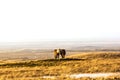 Pair of Icelandic horses