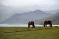 Pair of Icelandic horses graze on West Iceland highlands, Snaefellsnes peninsula. Spectacular volcanic tundra landscape with Royalty Free Stock Photo