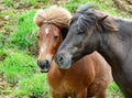 A pair of Icelandic horses by the road