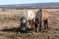 A pair of Icelandic horses