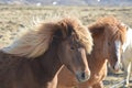 Pair of Icelandic Horses with Wind Blown Manes