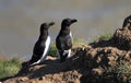 A pair if  razorbills looking over a cliff edge ready to fly. Royalty Free Stock Photo