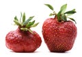 Pair of imperfect organic heirloom strawberries Royalty Free Stock Photo