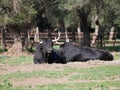 Pair of impressive brave bulls, black with big horns, lying on the ground, resting in the middle of the field. Concept livestock,