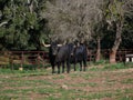 Pair of impressive brave bulls, black in color, with huge horns, next to some trees in the middle of the field. Concept livestock