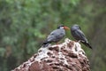 Pair of Inca Terns Standing on a Rock